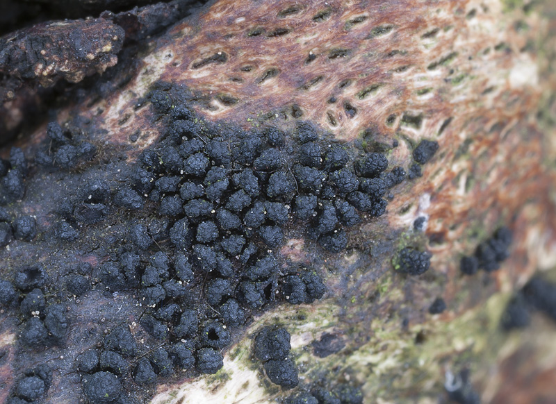 Bertia moriformis